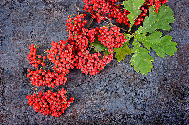 一束红色的罗文浆果和橡树叶子