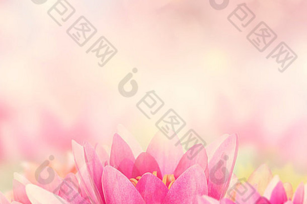 美丽的粉红色睡莲背景