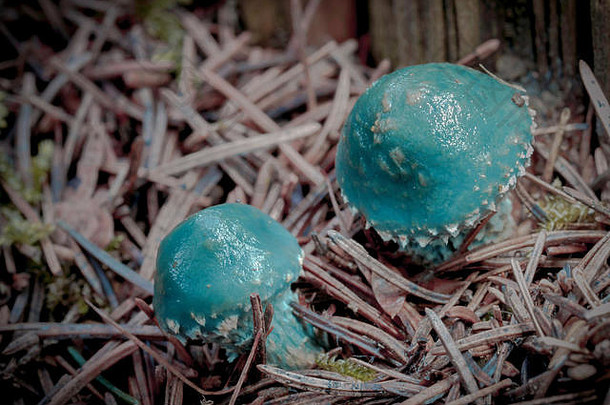 松林中的两个蓝蘑菇-绿脓菌Stropharia aeruginosa（Curtis）Quél.，1872年