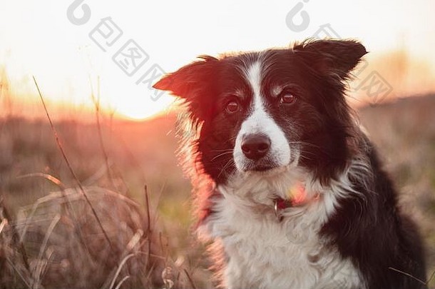 黑白边境牧羊犬在郊外摆好姿势拍照，身后是夕阳