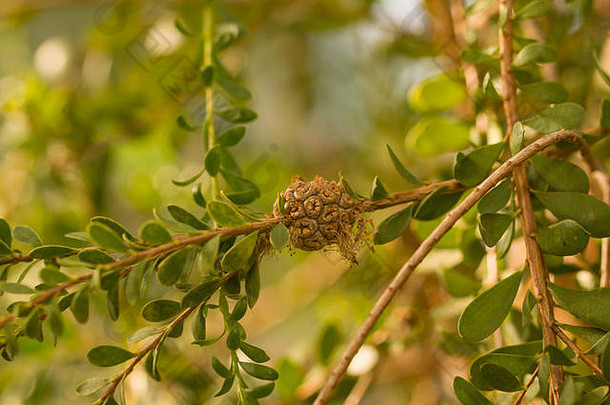 近距离观察雀巢白千层果实，俗称艳丽的蜂蜜桃金娘。原产于西澳大利亚。柏林植物园