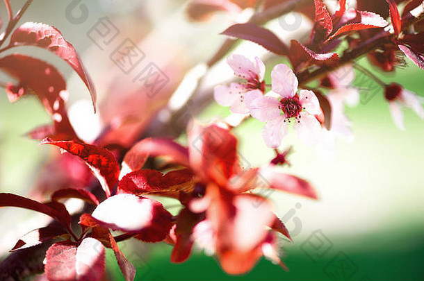 盛开的日本<strong>樱</strong>桃树。开<strong>樱</strong>花。阳光明媚的日子和春天的自然背景。复活节的概念。空间。