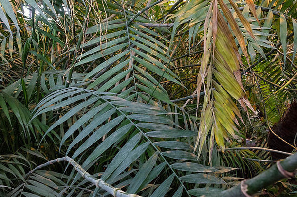 丛林热带森林伞棕榈树叶子温室