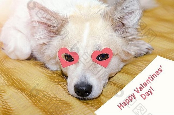 一只眼睛含着心脏的狗躺在毯子上