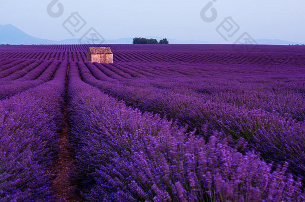 在法国普罗旺斯的瓦伦索尔附近，夏季薰衣草地上孤零零的老石头房子，紫色芳香的花朵