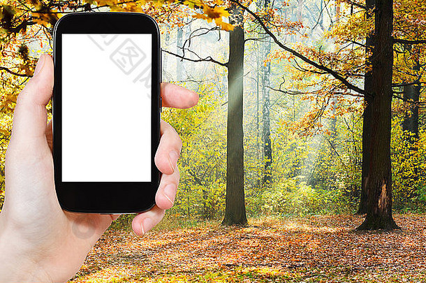 旅游理念-在智能手机上拍摄阳光明媚的秋天森林的<strong>旅游照片</strong>，屏幕上留有空白处用于广告