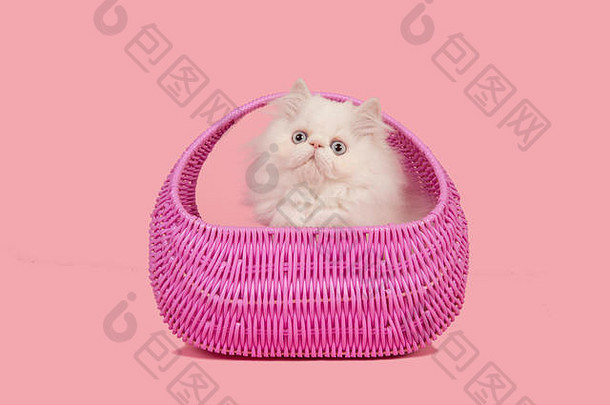白色波斯长毛猫，蓝色眼睛，粉红色背景，粉红色篮子
