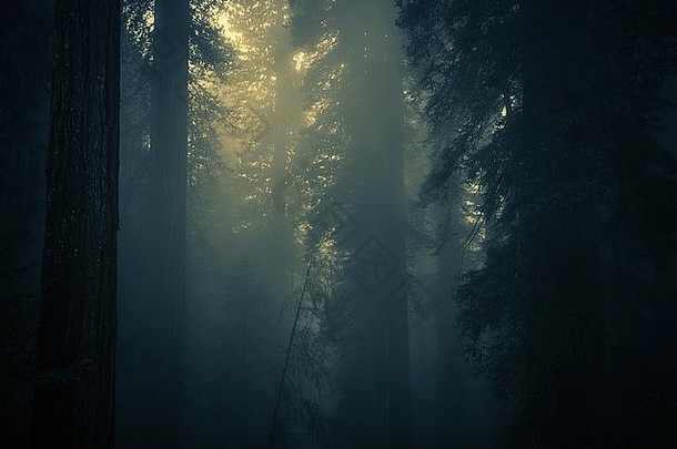 令人毛骨悚然的密集的森林雾沿海红木森林覆盖雾北部加州曼联州