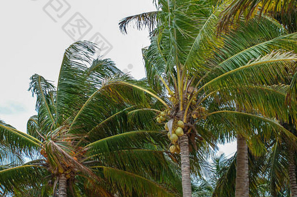 大风或飓风期间的椰子树。雨天