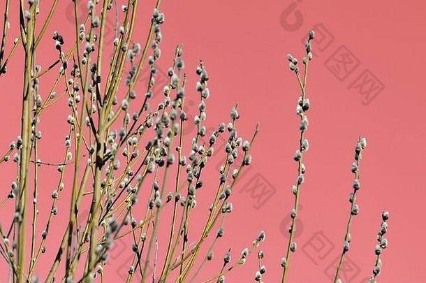 粉红色的树上有一丛娇小的柳树。春季和复活节背景