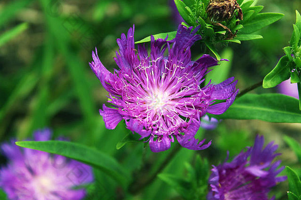 这张紫色花朵的照片让人想起了被忽视的大自然之美。你正在看的这张照片让你有机会观察一朵花的细节，<strong>体会</strong>大自然的力量。