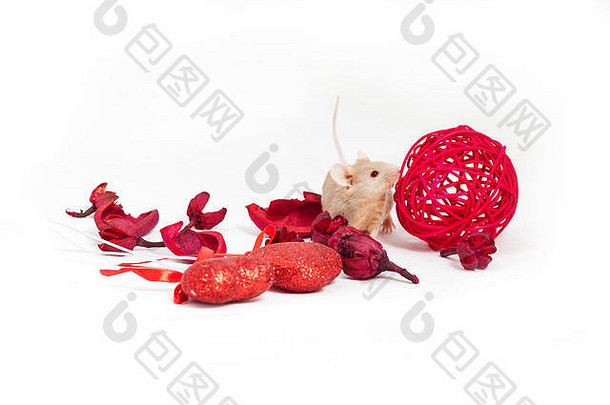 可爱的金色小老鼠坐在干枯的红花和闪闪发光的装饰心中间。他嗅着鲜红的装饰球。圣徒