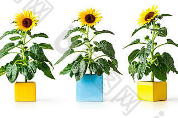 向日葵花能空蓝色的黄色的花盆集合向日葵植物安排对象孤立的白色背景设计