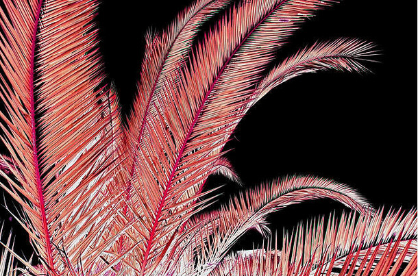 黑色热带背景上的彩色活珊瑚倒立棕榈轮廓