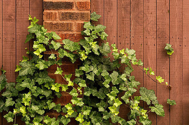 绿色艾薇日益增长的砖栅栏