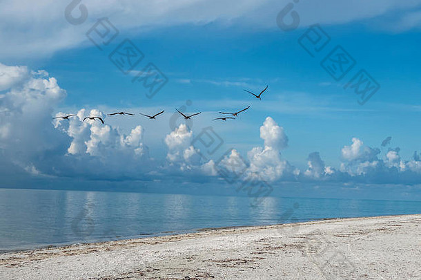 鹈鹕飞行海湾墨西哥森尼贝尔岛佛罗里达