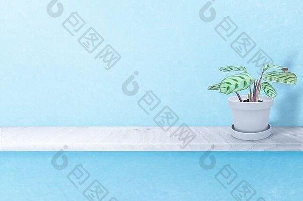 在白色背景上隔离的水泥花瓶中的华丽室内植物Maranta