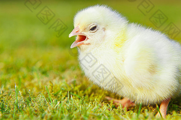 可爱的小鸡绿色草地