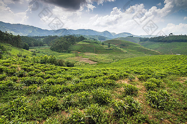 茶场伊沙卡乌干达非洲