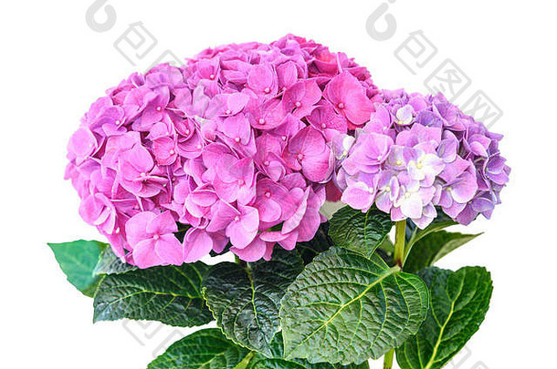 白色背景上花盆中的粉红紫色绣球花