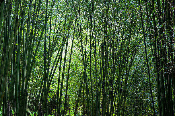 康沃尔花园里柔软发光的绿色植物和竹竿。