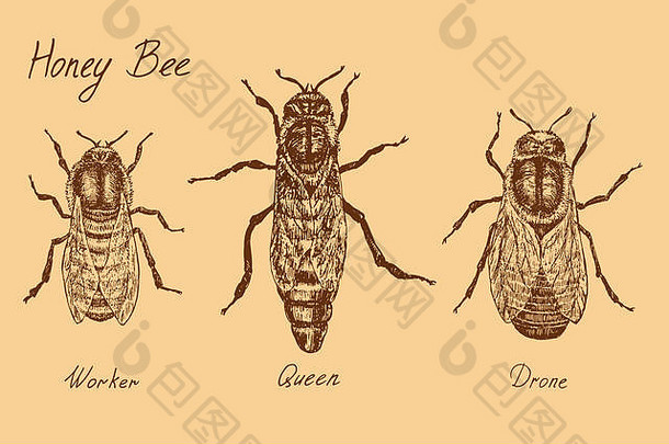 蜜蜂原型种姓标本、工人、蜂王和雄蜂、高品质复古雕刻插图风格、手绘涂鸦、草图