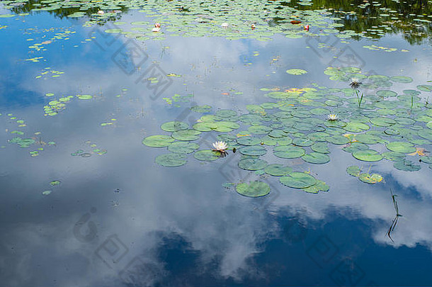 湖水上的<strong>白莲花</strong>和绿叶。