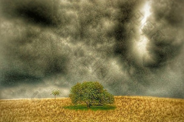 风雨交加的孤树景观