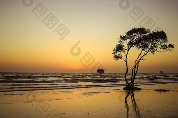 孤独树黄金时刻海滩抽象背景丹青海滩Go Cong越南<strong>旅游照片</strong>