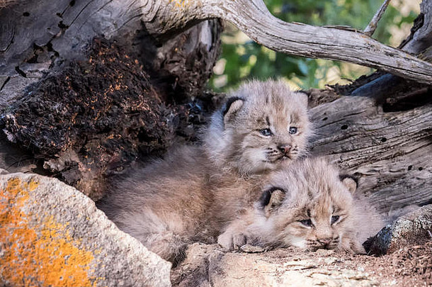 美国蒙大拿州博兹曼附近，两只加拿大猞猁小猫依偎在一起取暖。