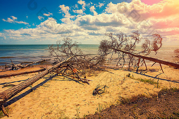 荒芜的沙漠海滩上有倒下的枯树。拉脱维亚科尔卡角