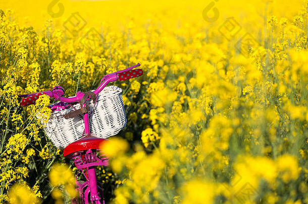 站在黄色油菜地上的白色篮子的粉红色自行车