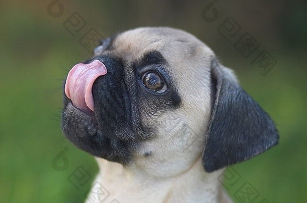 哈巴狗小狗舔鼻子舌头有趣的