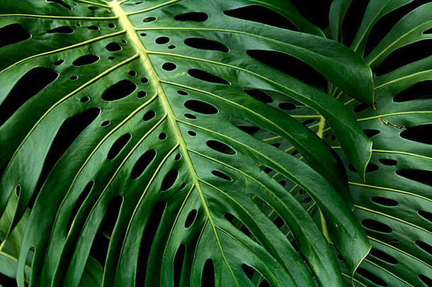 美国夏威夷毛伊岛绿叶洞特写。