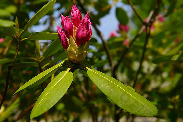 春季多伦多常绿杜鹃灌木丛上新兴粉红色花朵的特写镜头