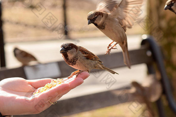 棕色的小鸟在吃女人伸出的手上的玉米。