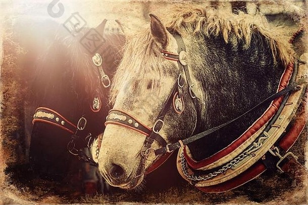 特写镜头中的两匹马，带着华丽的马具，老照片效果。