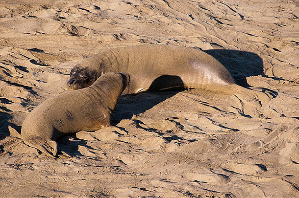 美国加利福尼亚州大苏尔海岸线上的象海豹