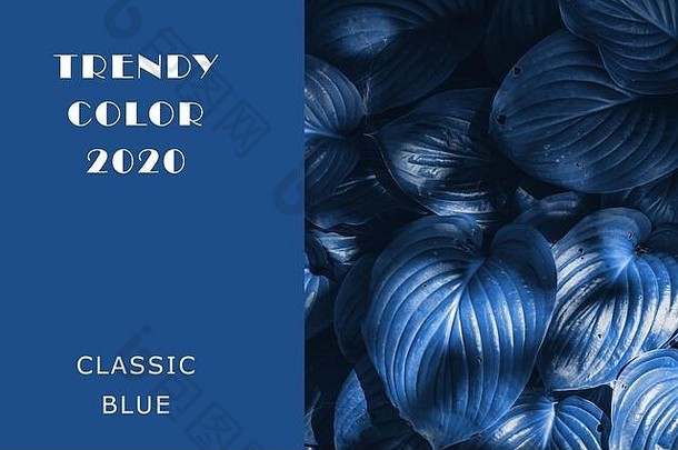 颜色植物经典蓝色的多汁的音调时尚的颜色复制空间布局设计叶子宿主有色时尚的
