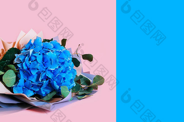 蓝色和粉色背景上的蓝色绣球花，带有空间。