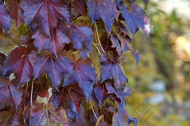 在纽约州，树叶和藤蔓在<strong>墙</strong>上变色。