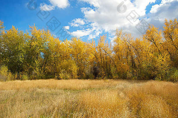 在一个废弃牧场的野生麦田。秋天的桦树林。秋天的颜色。加拿大，不列颠哥伦比亚省，Cache Creek。奥卡纳根-驯鹿