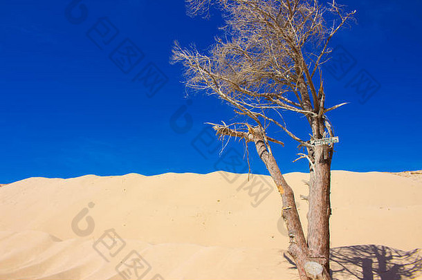 枯树。白色海洋沙。西班牙塔里法的蓬塔帕洛马海滩。
