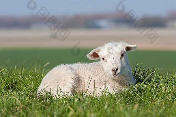 可爱的羔羊躺在草地上，荷兰