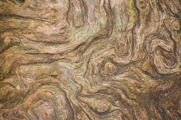 特写镜头自然旋转模式凹槽树皮树