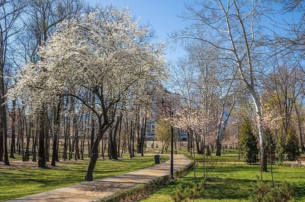开花树景观公园早期春天