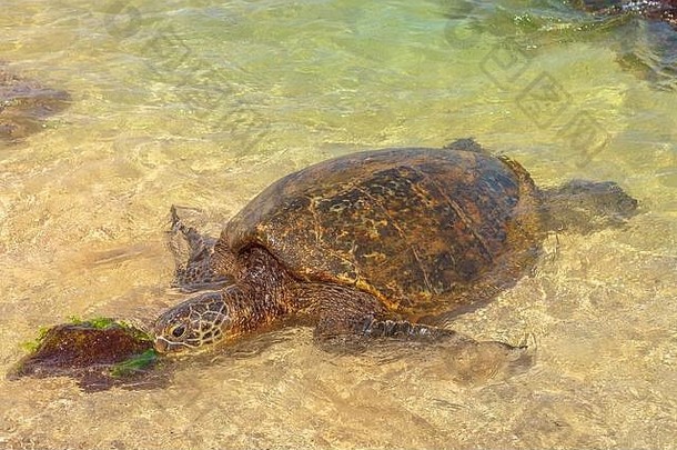 水中的绿海龟或夏威夷海龟。美国夏威夷瓦胡岛上的拉尼亚克海滩也被称为海龟海滩。