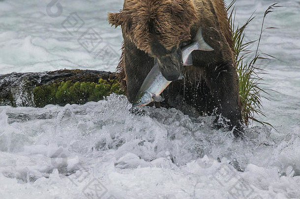 2016年，美国阿拉斯加州布鲁克斯瀑布，卡迈棕<strong>熊</strong>每天花很多时间钓鲑鱼。卡罗尔·格雷