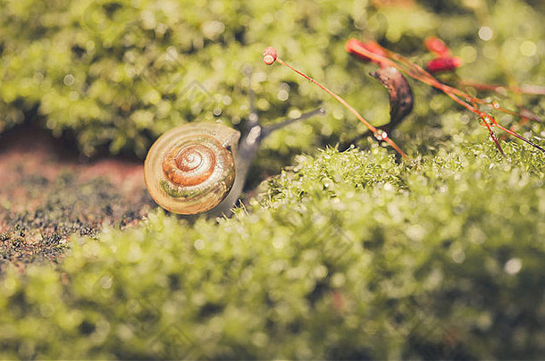 蜗牛莫斯宏拍摄花园森林