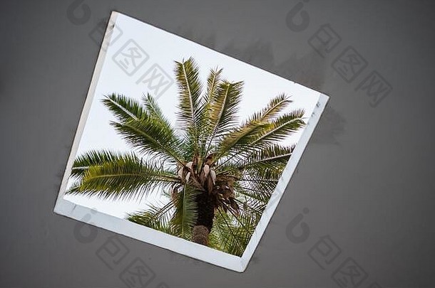 棕榈树天花板框架
